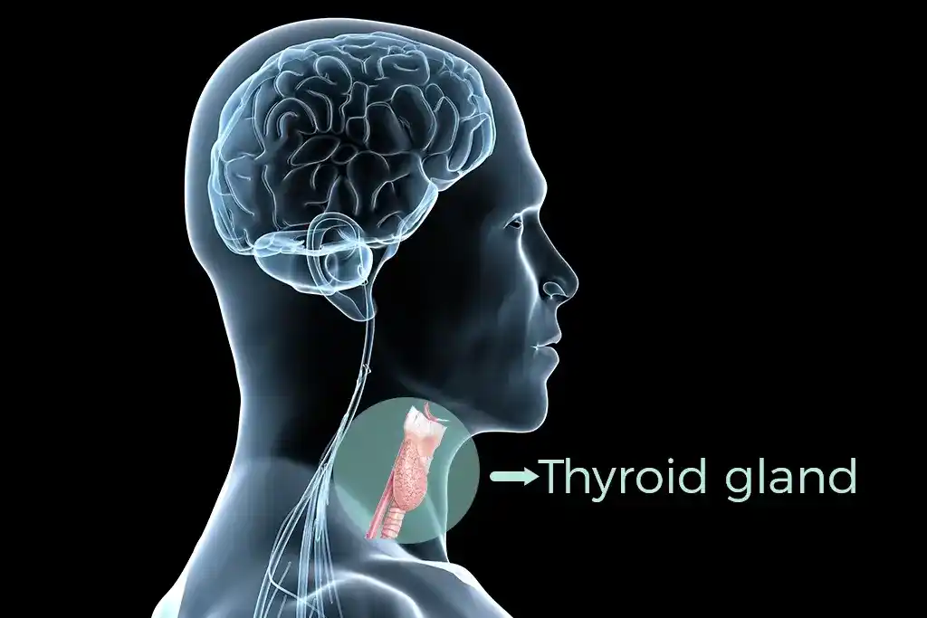 Banner Thyroid Dysfunction and Mental Health - Thyroid Health Karen Berrios