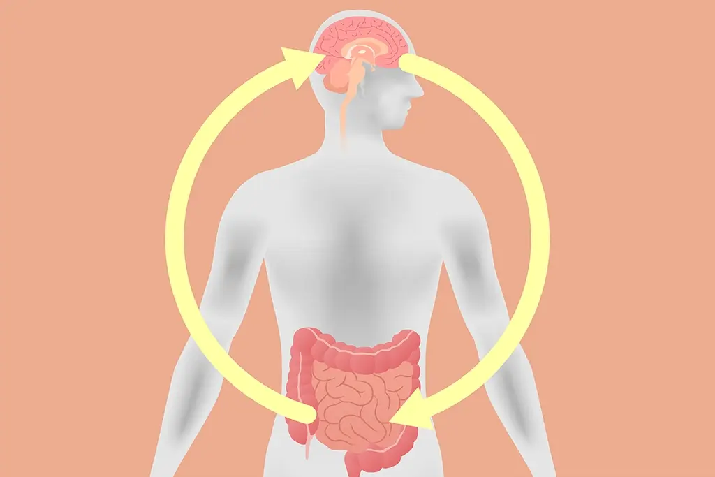 ¿Por que el Estomago es el Segundo Cerebro? - Salud Digestiva